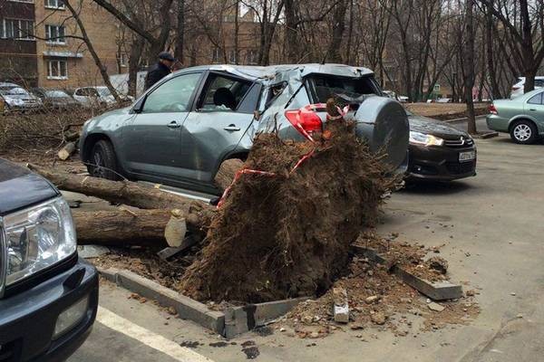 Что делать, если упало дерево или сосулька на машину? Список действий